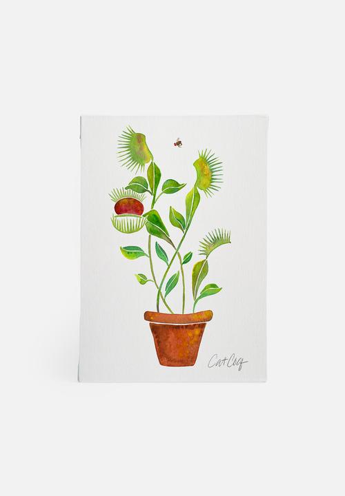 Cat Coquillette - Venus fly trap