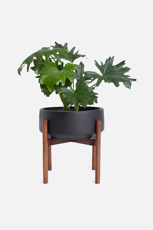 Latvia planter medium - black