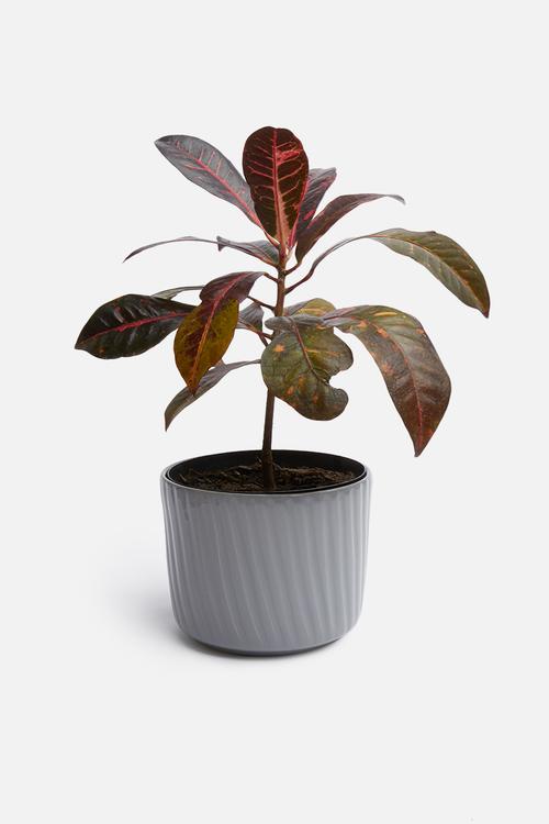 Lines coco pot - grey