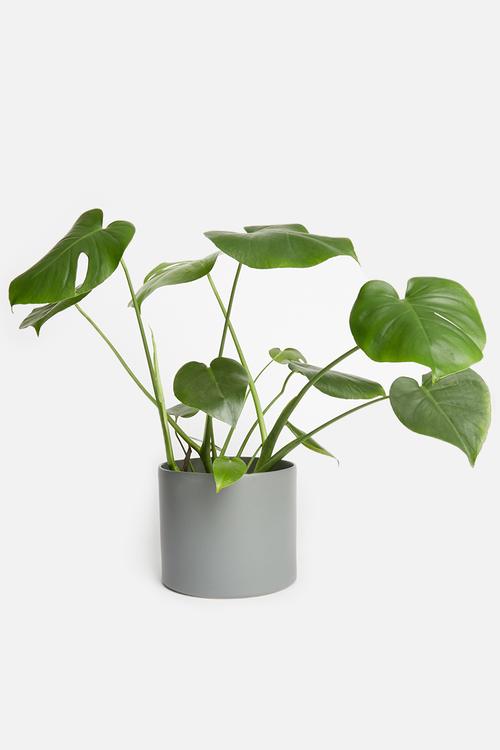 Cora planter - grey
