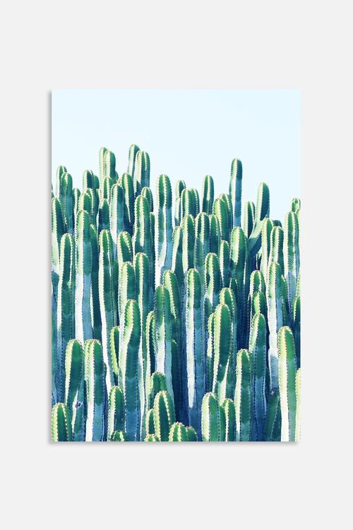 Cactus V2