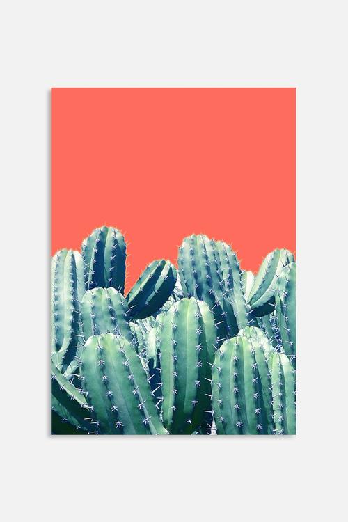 Cactus on coral