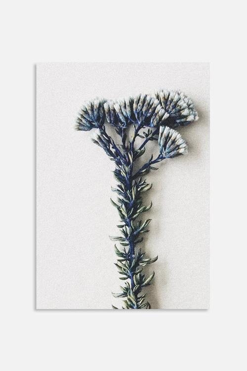 Fynbos 3