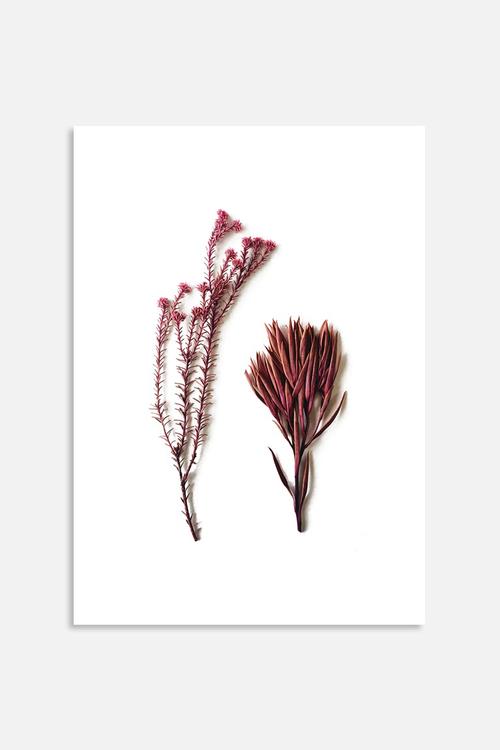 Fynbos 1