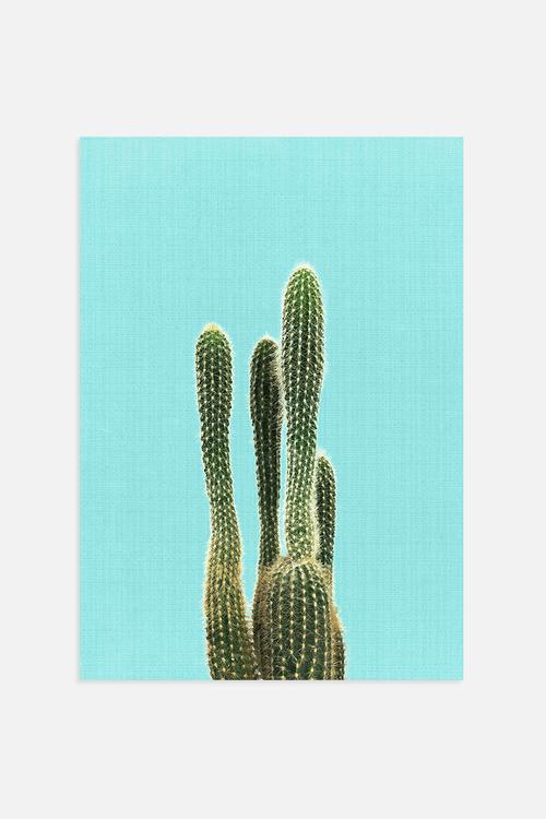 Cactus On Blue