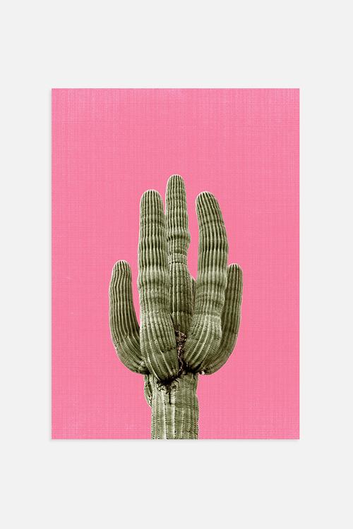 Cactus On Pink