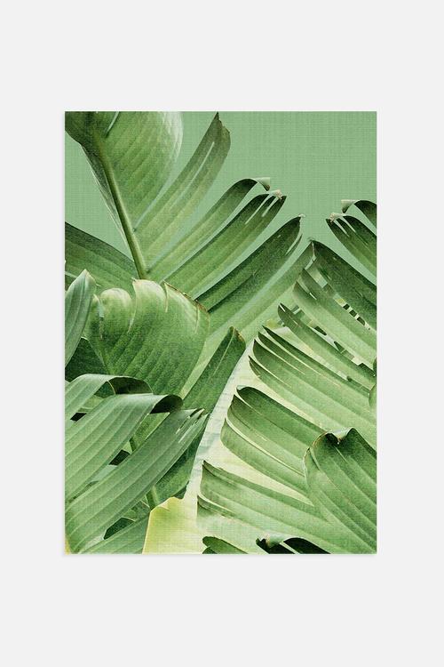 Banana Leaves 1