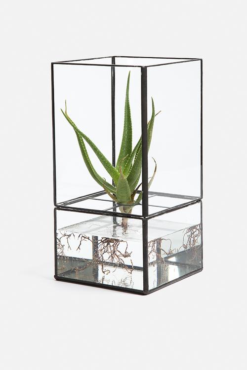 Glass Garden Medium