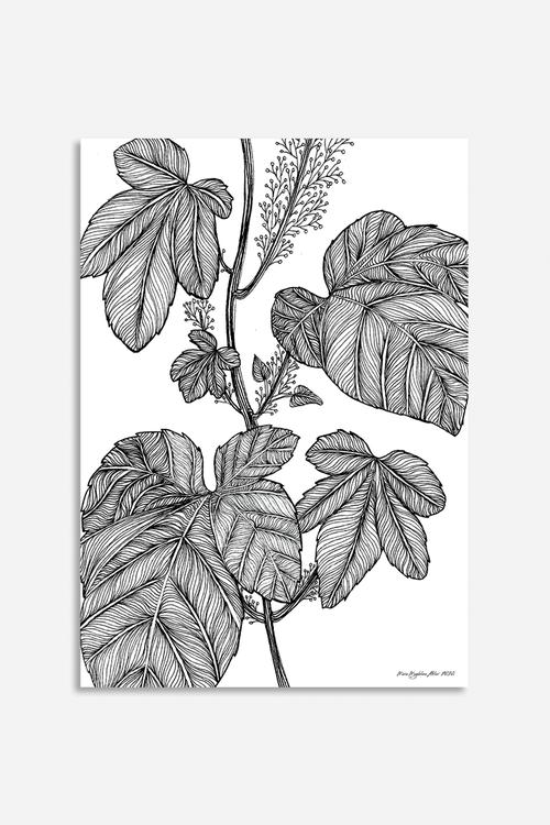 Foliage