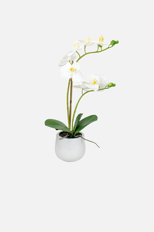 Phalaenopsis orchid in ceramic pot - white