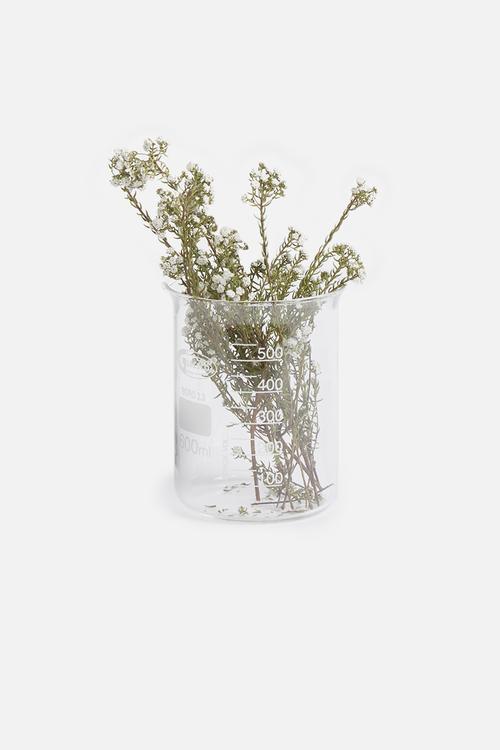 Low form beaker 