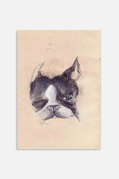 Wednesday the Boston Terrier
