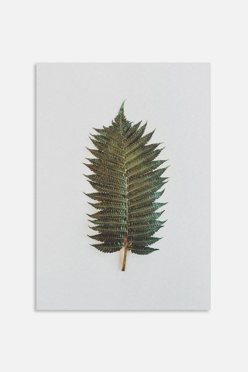 Fern 1