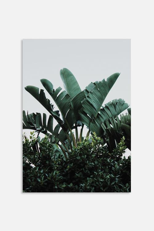 Palms 1