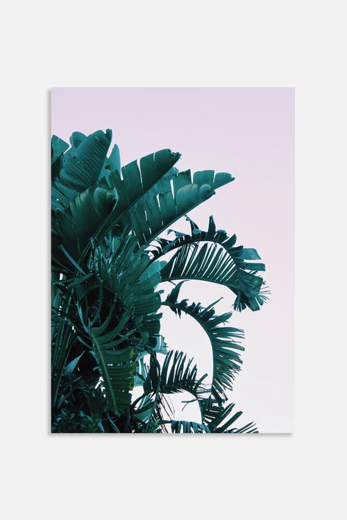 Palms 2