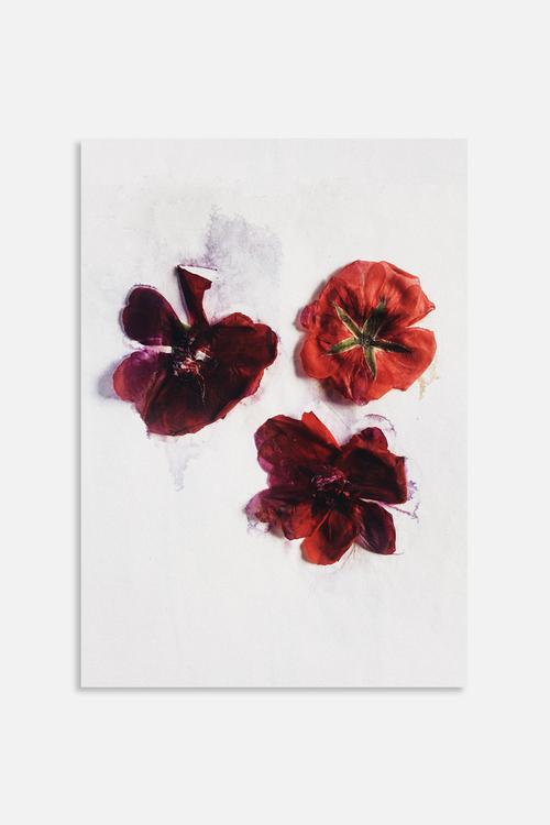 Red blooms