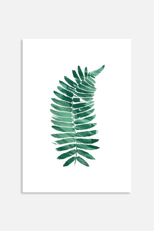 Fern
