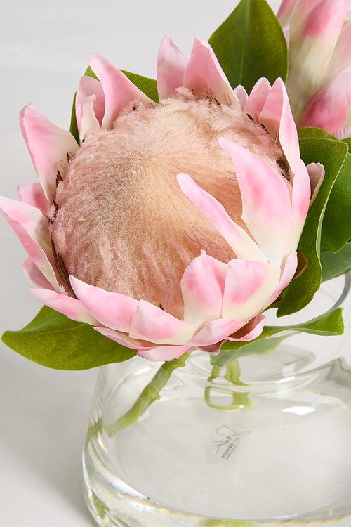 Protea mauve in jar vase