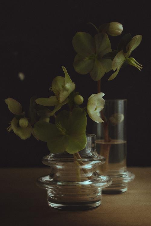 2-Pack mini glass vases - transparent