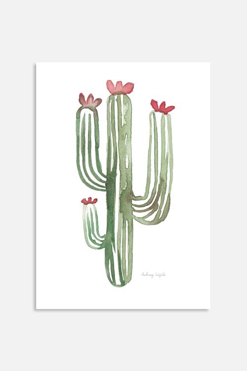 Cactus cacti