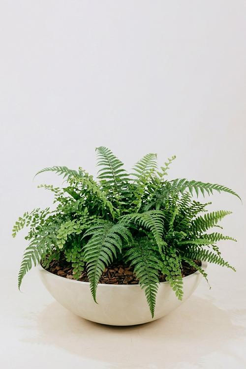 Kopo Planter Large - 800Dia - Cream