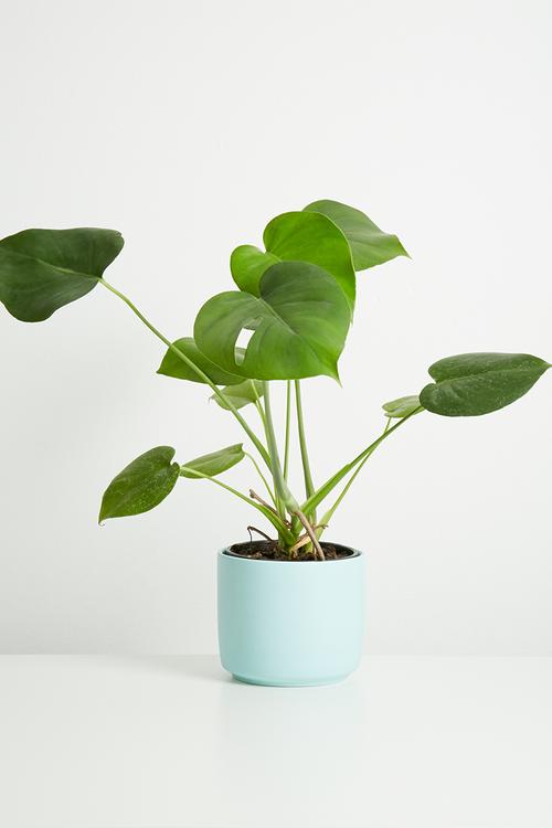 Coco pot