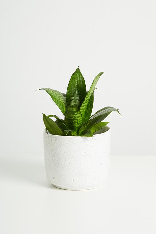 Speckle coco pot