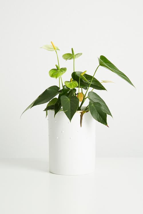 Dotty vase