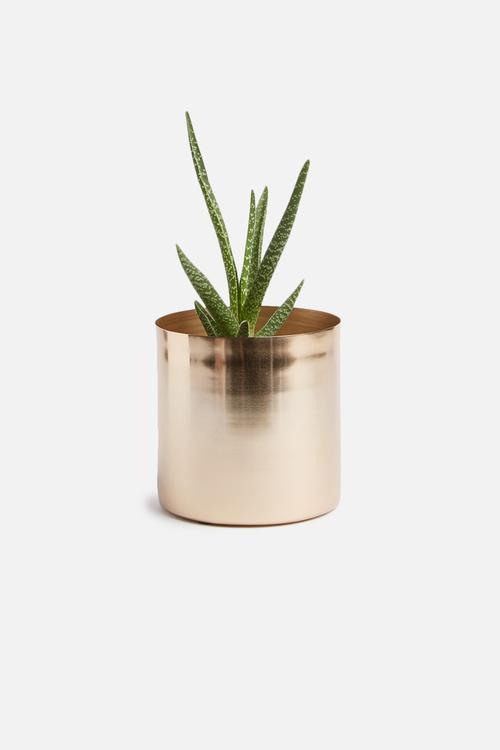 Gaea planter