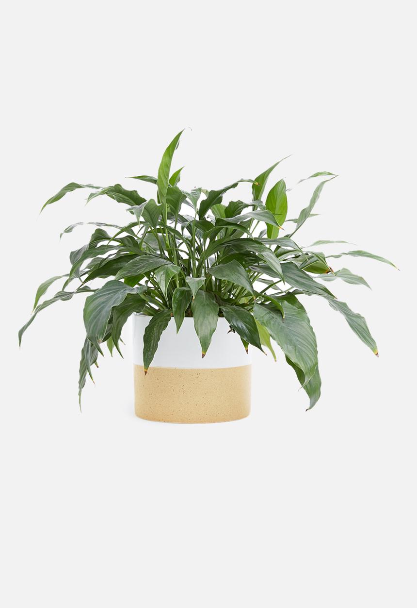 Present Time - Crude pottery plant pot - ceramic