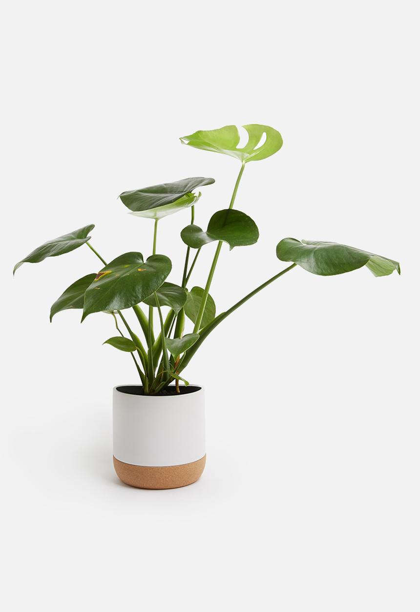 Present Time - Craft plant pot - ceramic cork matte white 