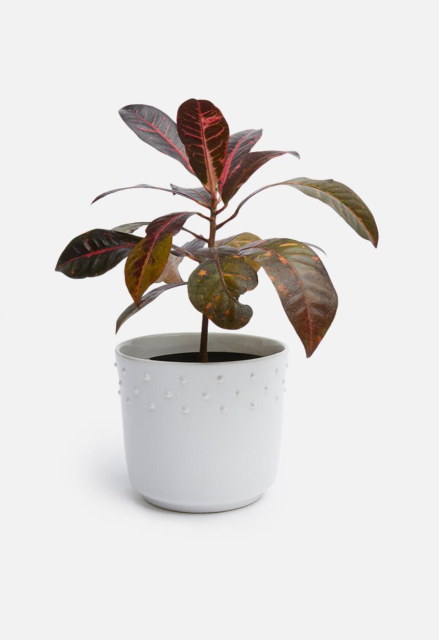 Urchin Art - Sierra outdoor planter - white