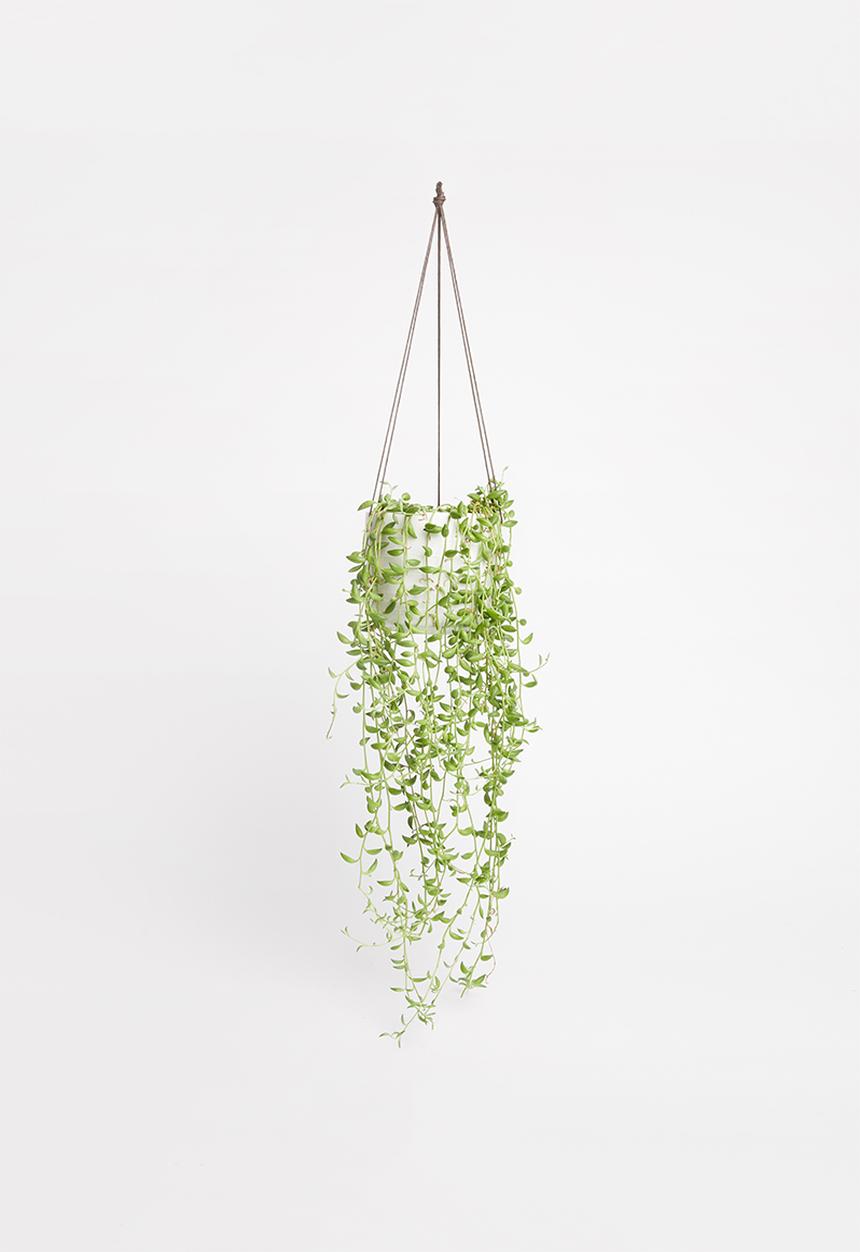 Urchin Art - Alice hanging planter - white