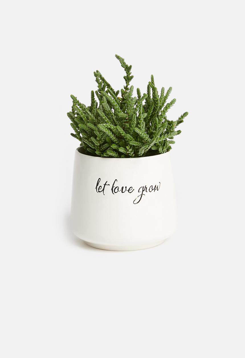 Urchin Art - Grow succulent planter - white & black