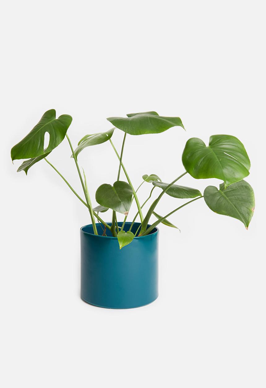 Urchin Art - Cora planter - glazed teal