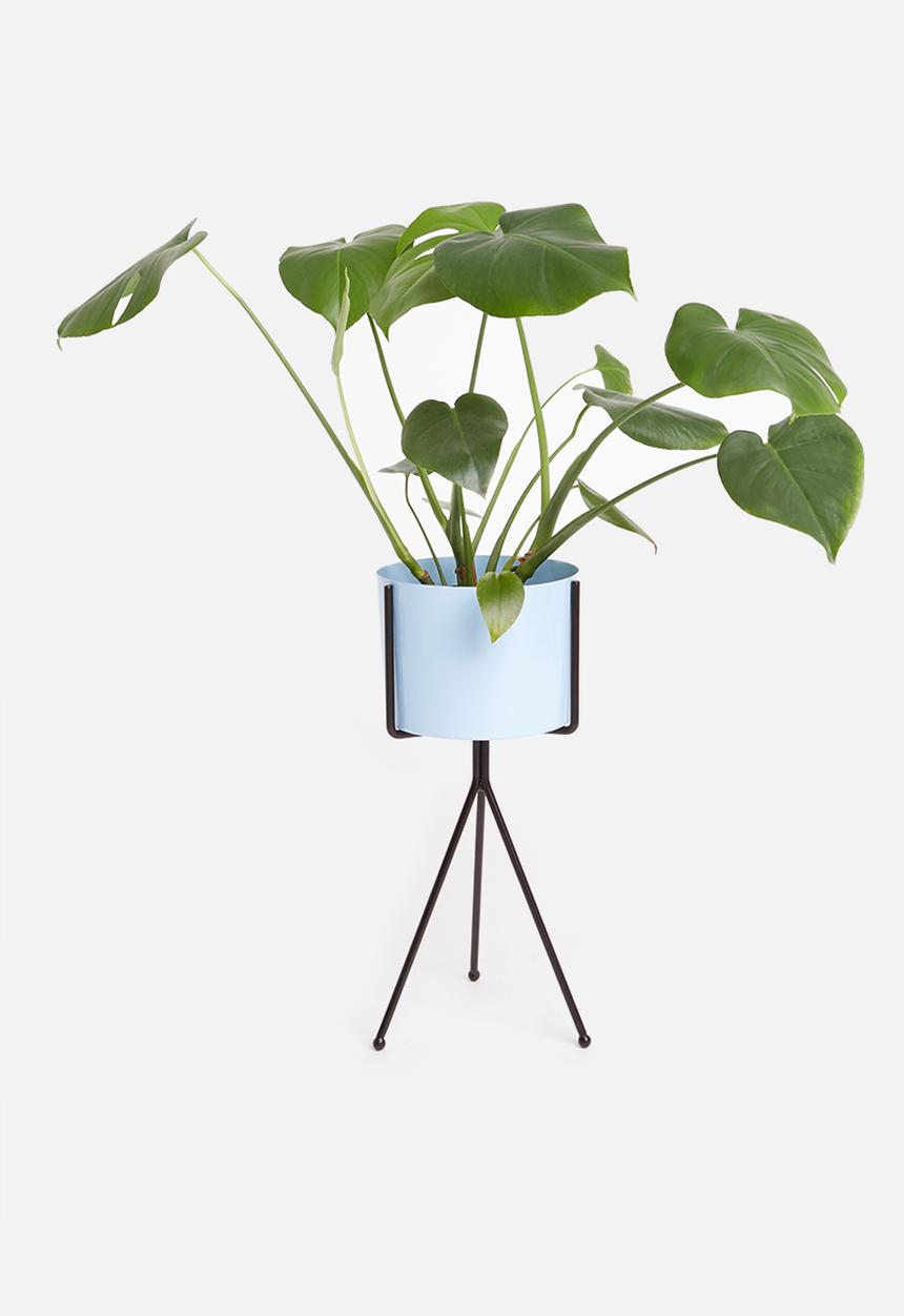 Sixth Floor - Bahati planter - omphalodes