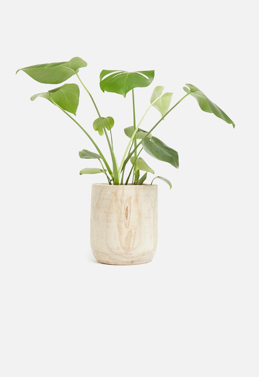 H&S - Paulownia wooden pot - natural