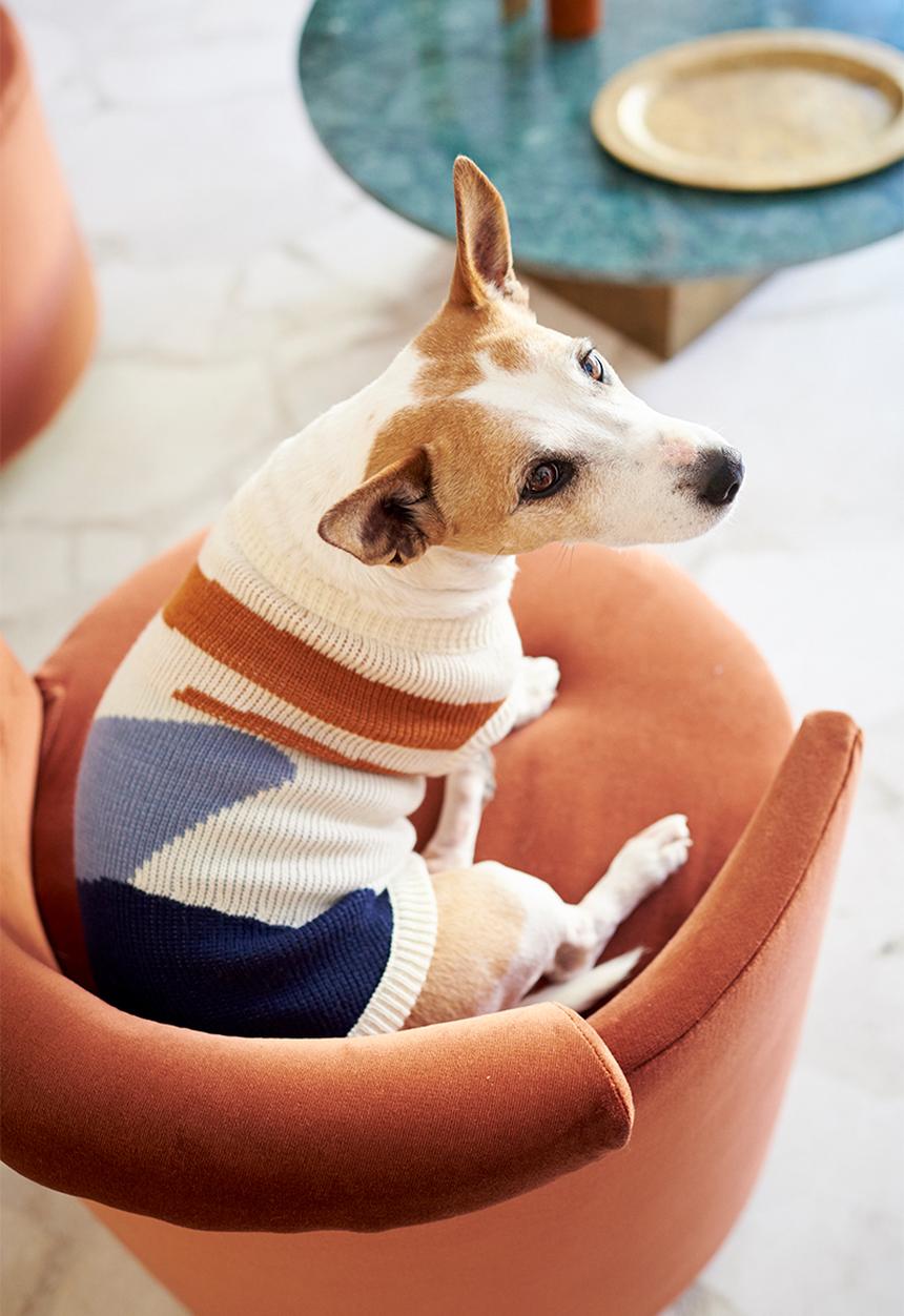 Lucky and Lou - Hayden dog jersey - multi