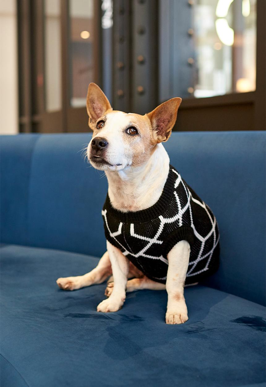 Lucky and Lou - Jordan dog jersey - black/white