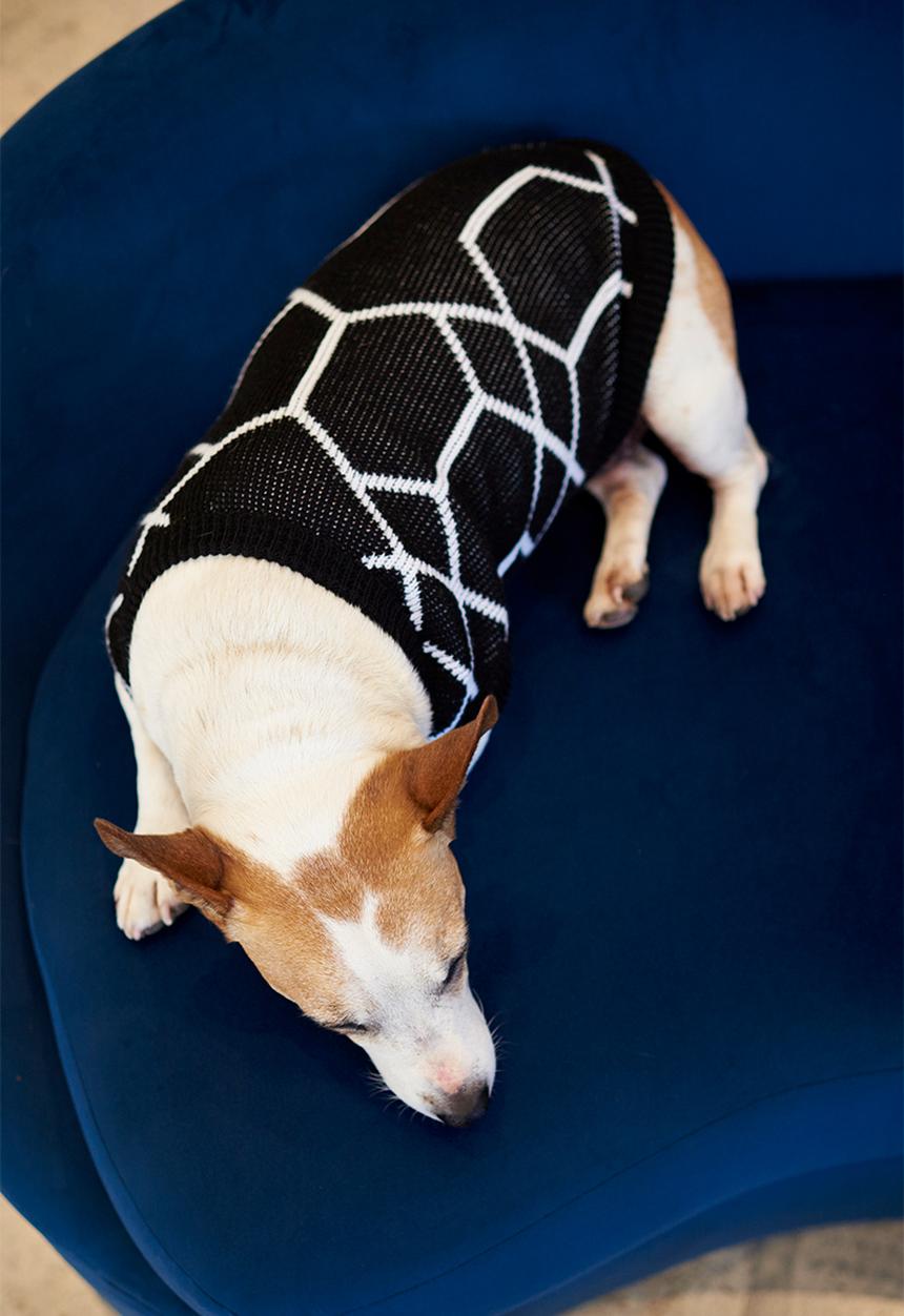 Lucky and Lou - Jordan dog jersey - black/white