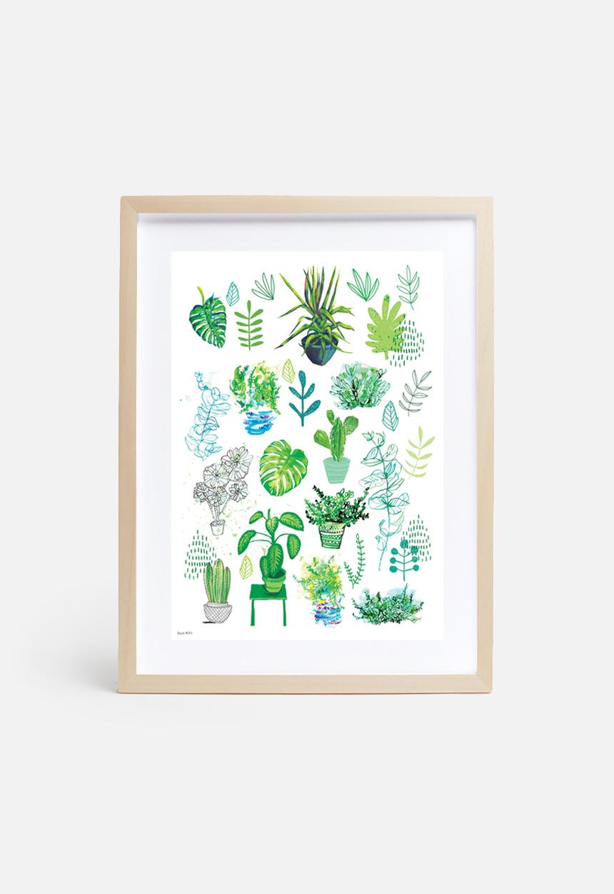 Sweet William - All my plants