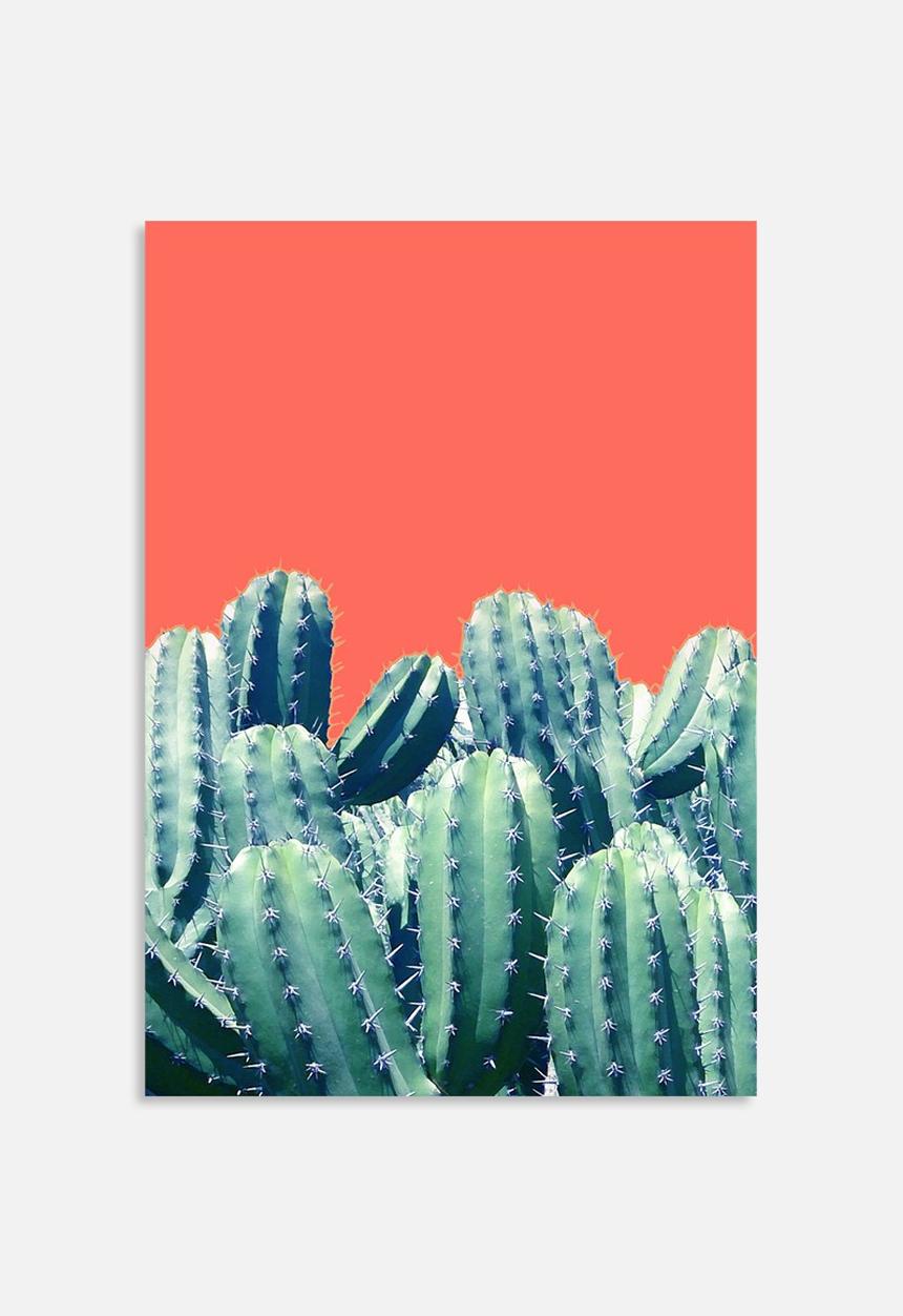 83 Oranges - Cactus on coral