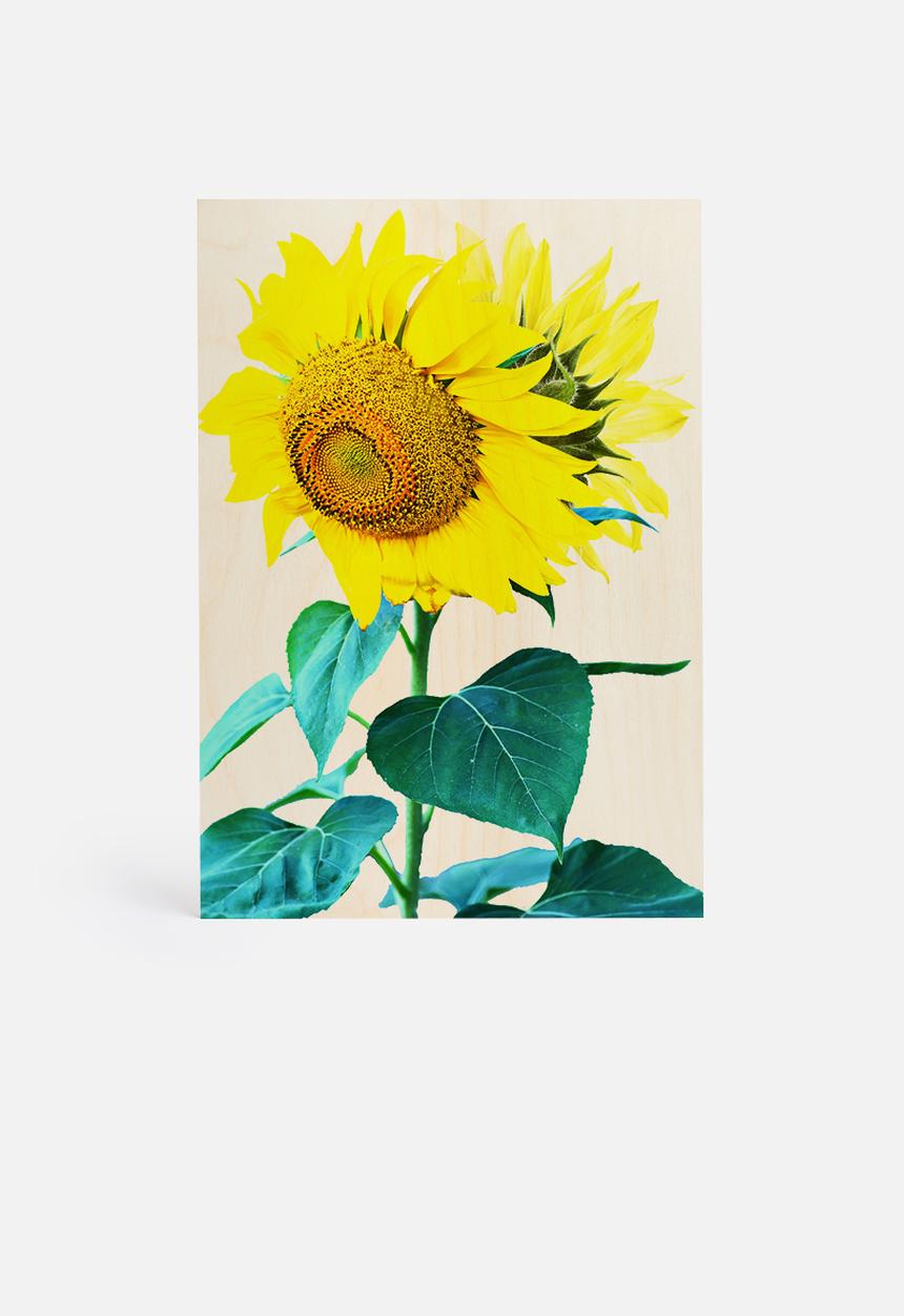 83 Oranges - Sunflowers single