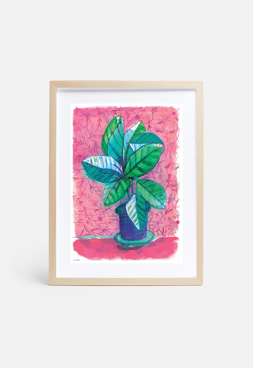 Sweet William - Happy house plant