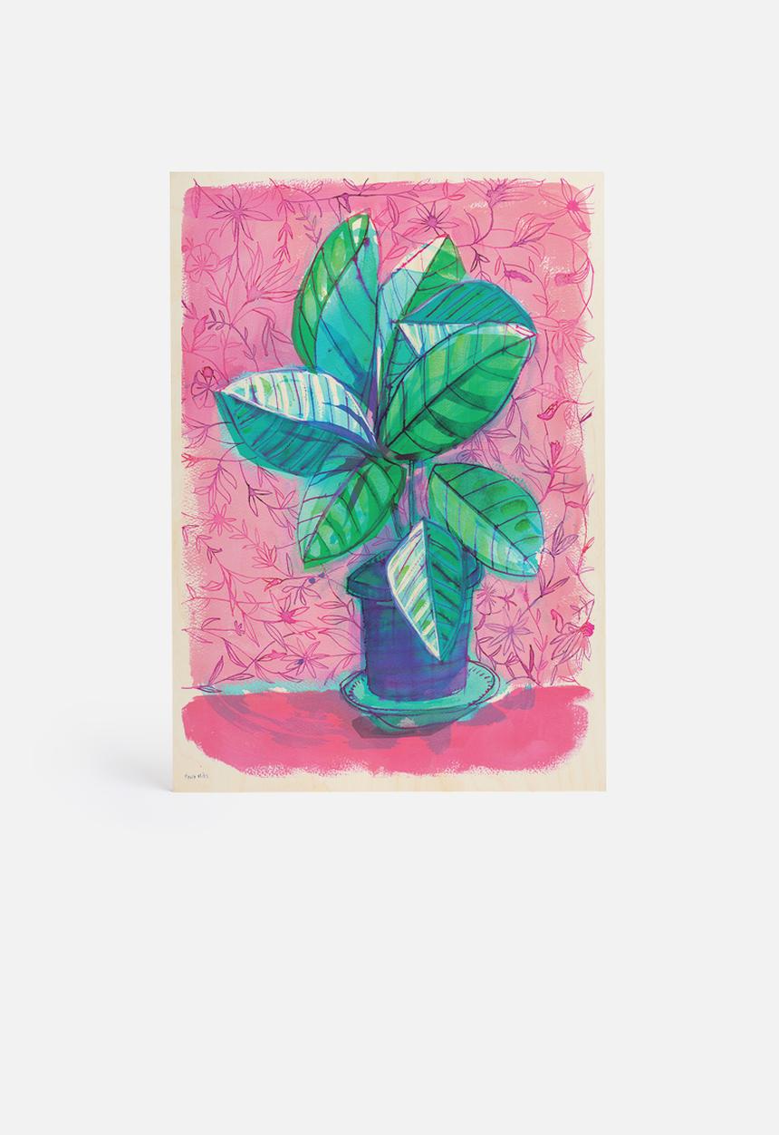 Sweet William - Happy house plant