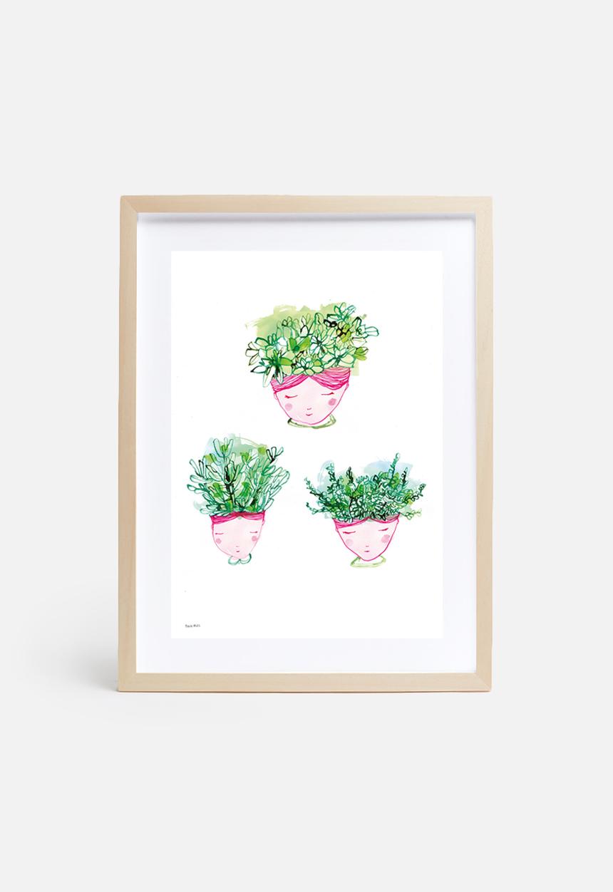 Sweet William - Little Succulents