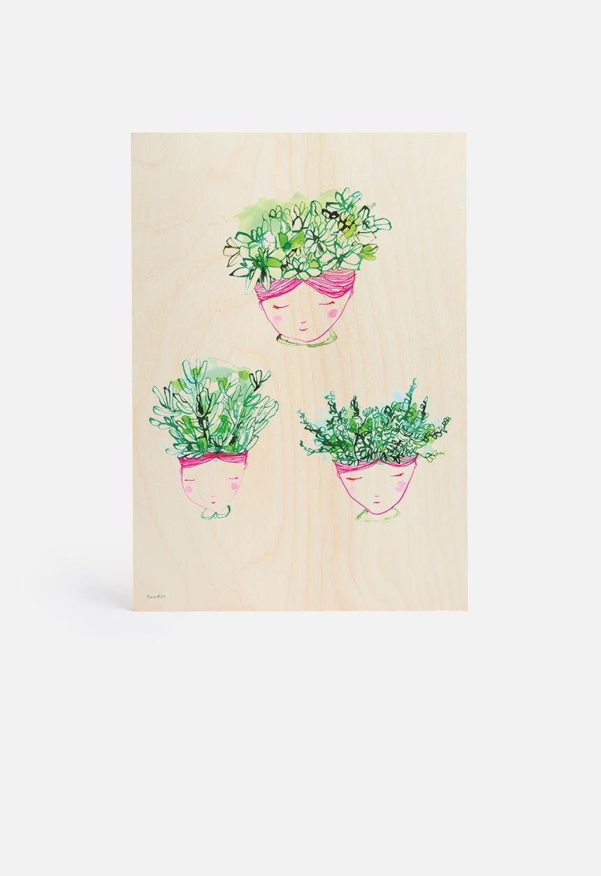 Sweet William - Little Succulents