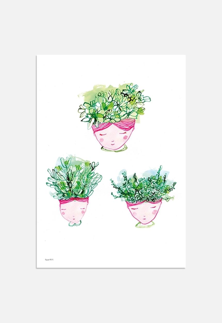 Sweet William - Little Succulents