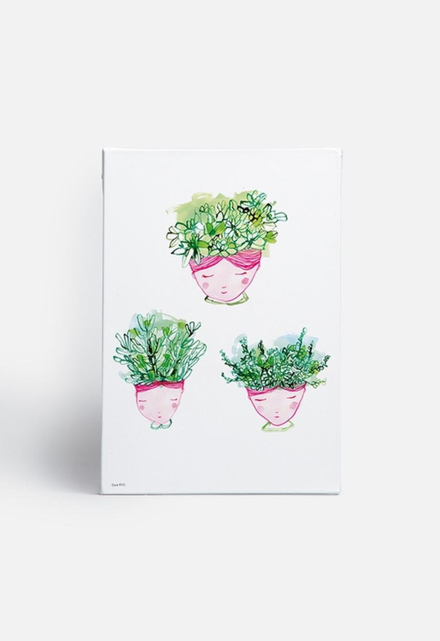 Sweet William - Little Succulents
