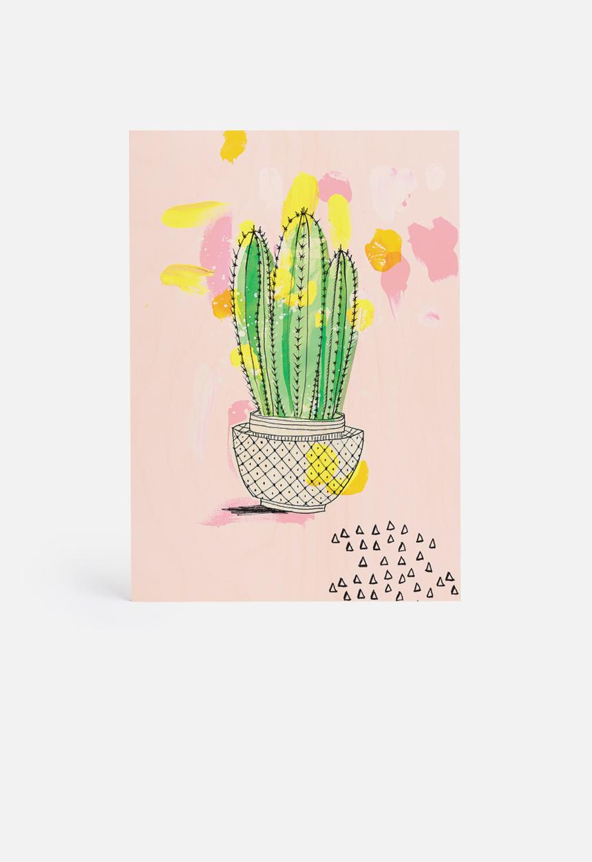 Sweet William - My Favourite Cactus